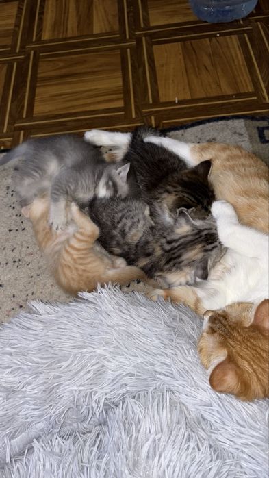 Отдам котят в хорошие руки