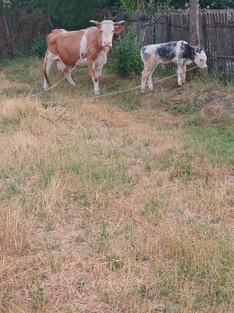 Vând schimb cu vaci sau viței de taiere vaca Baltazar cu vițel belgian