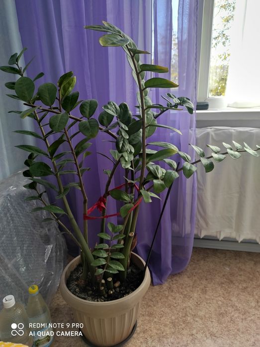 Продаю комнатные растения цветы