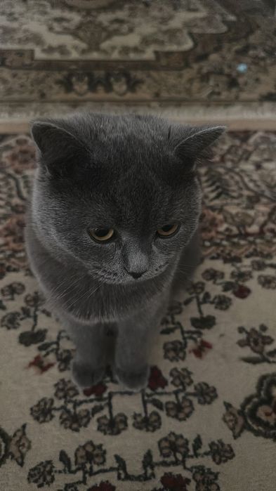 Продаётся кот британский
