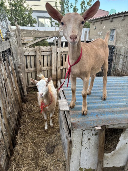 Ұрғашы альпи шыбыш