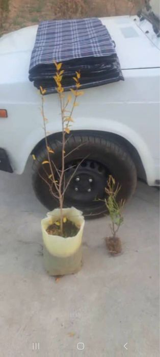 Гранат без косточек и лимон