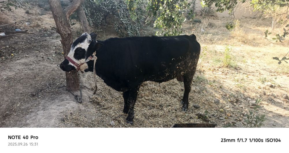 Xoʻkiz sotilad yeb ichisi zor narxi 23mlyon