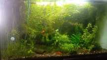acvariu aprox 200L + stand+ filtru JBL e902 + lumina+ plante+pesti