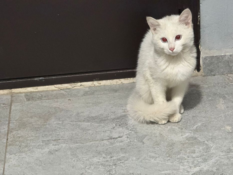 Котенок в нужде, заберите кто может