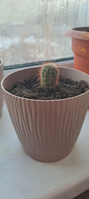 Кактус кактус кактус