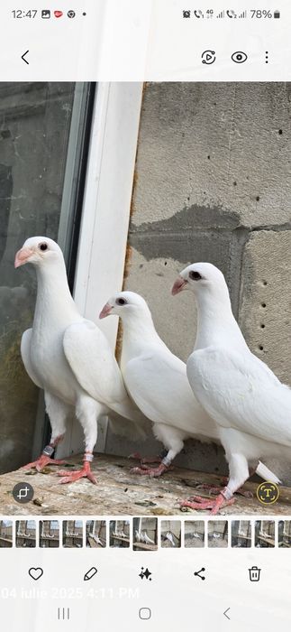 Vând  porumbei voiajori rasă veche  , tineret  2025