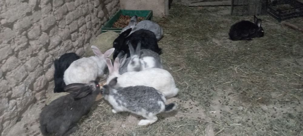 Quyonlar 180 mingdan optom tayyor