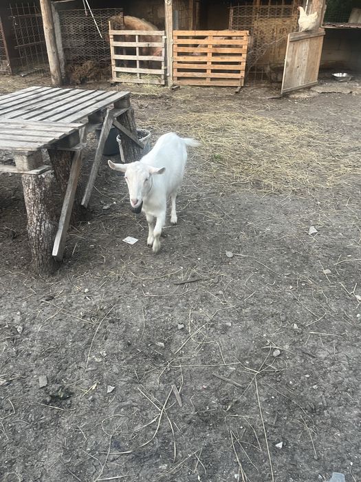 Vand capre foarte bune si cuminti