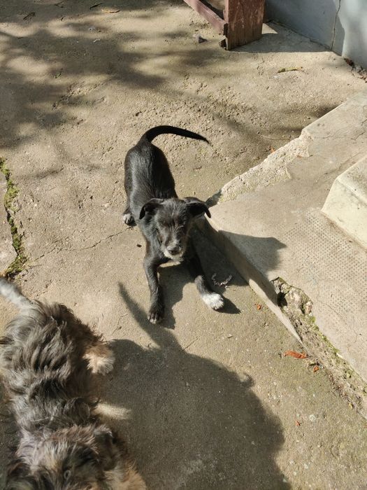 Donez 2 căței au 3 luni