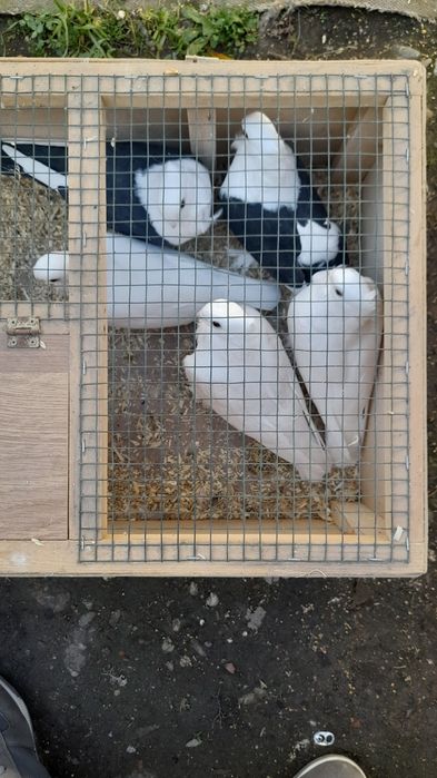 Porumbei misirlii și jucători