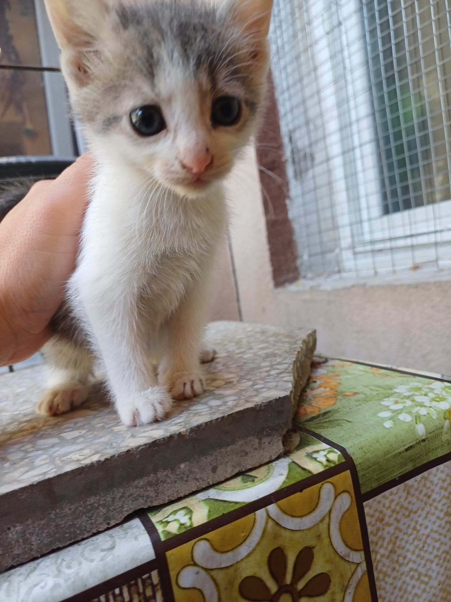 Подарявам женски котета на 2 месеца
