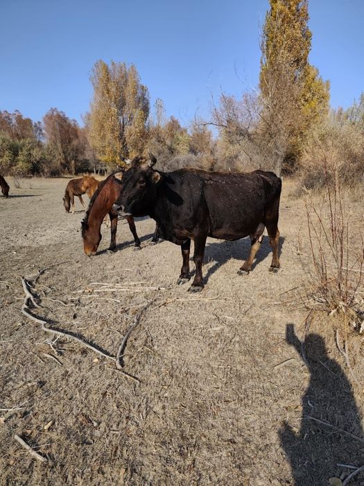 Продам корову Алатуской породы