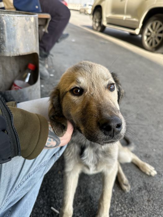 Щенок ищет дом. 3+месяца