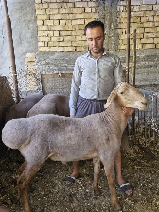 Arashan qoylari sotiladi