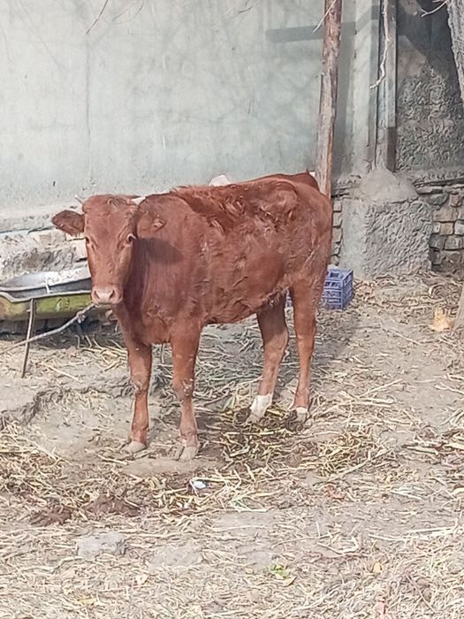 Сотилади сохлом!