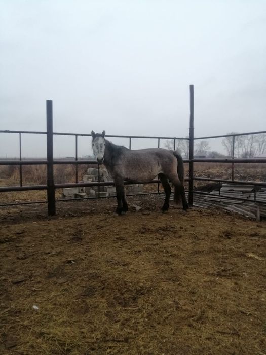 Продам кобылу 4 года