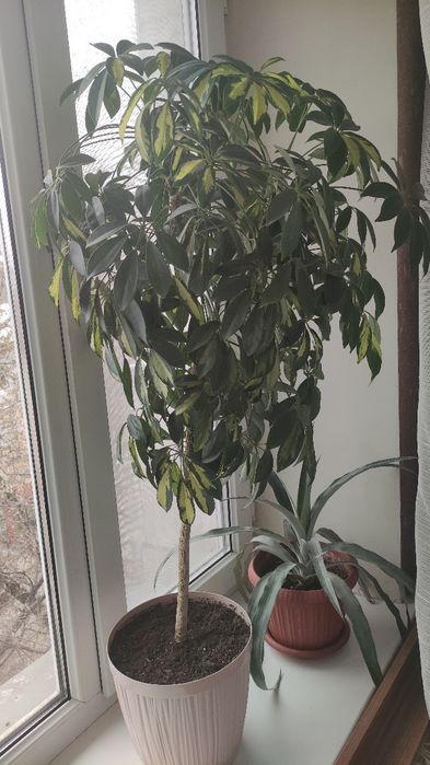 Шефлера комнатное растение