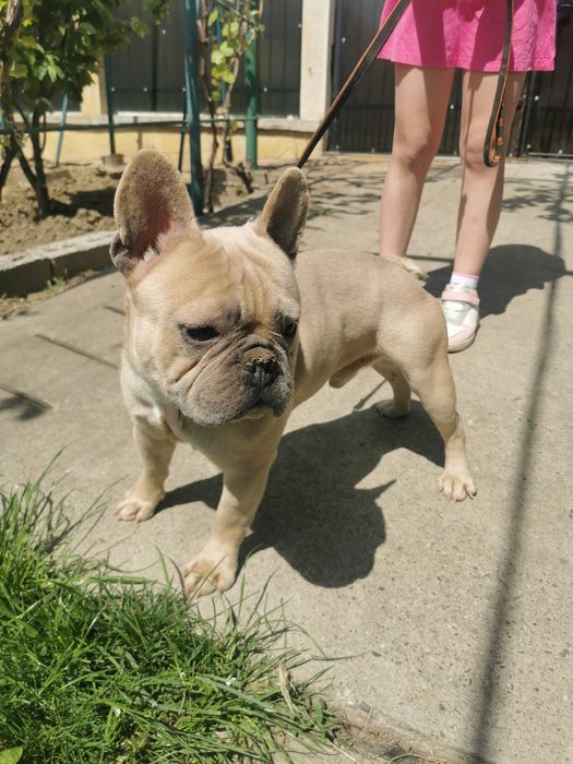 Buldog francez fawn