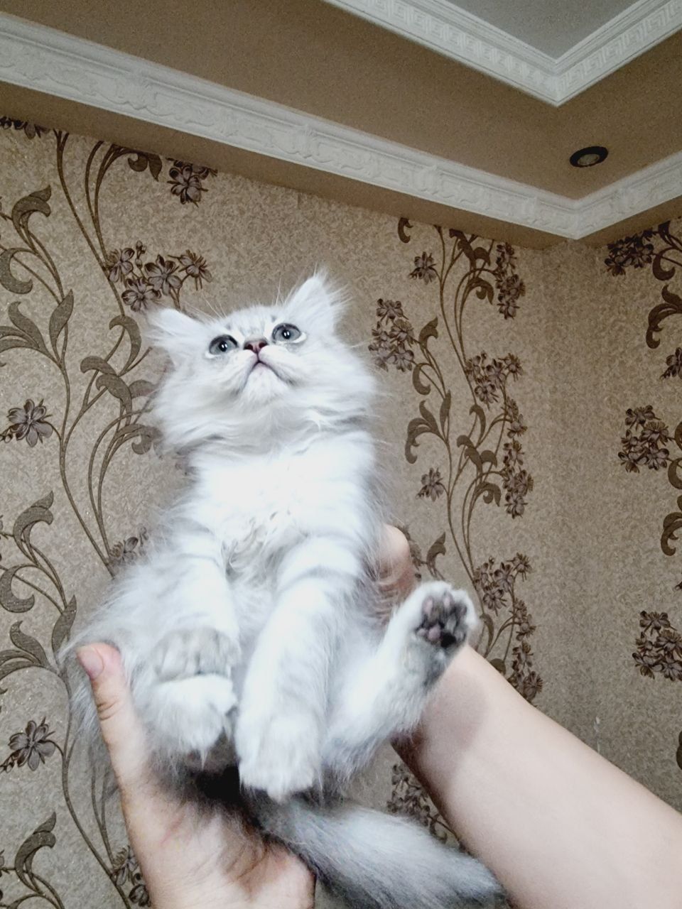 Британский страйт флот