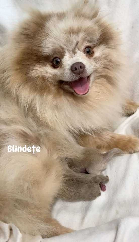 pomeranian deosebit cu pedigree