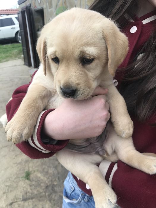 Чистокръвни лабрадор ретривър