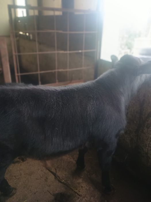 Vand 2 vitei de carne