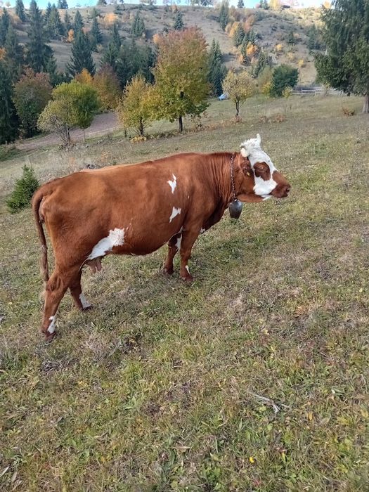 Vând vacă de 8 ani