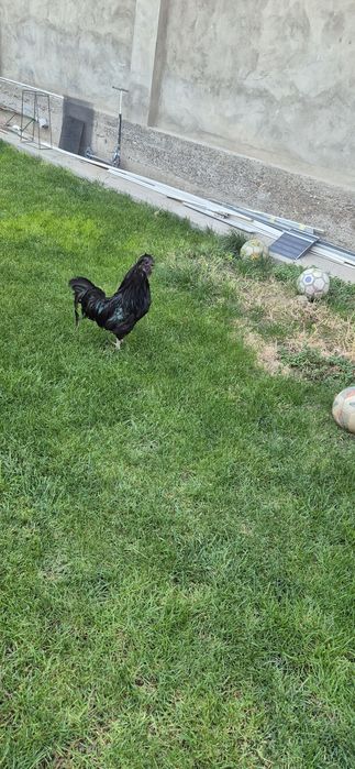 Qara shaxzoda xoroz sotaman