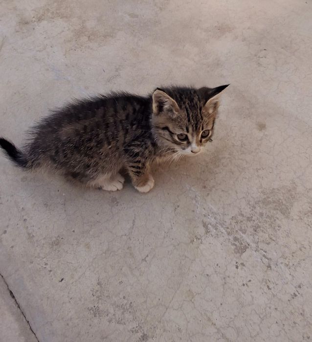 Mushuk (котёнок]