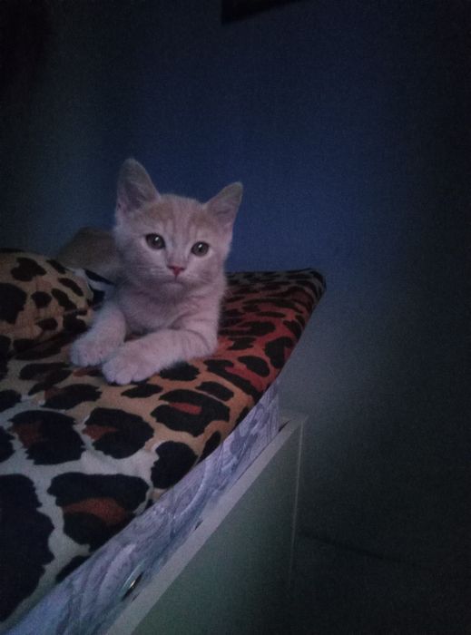 Продаю котят 2 с половиной месяца