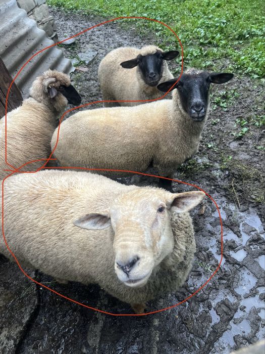 Vanzare doua oi si un berbec