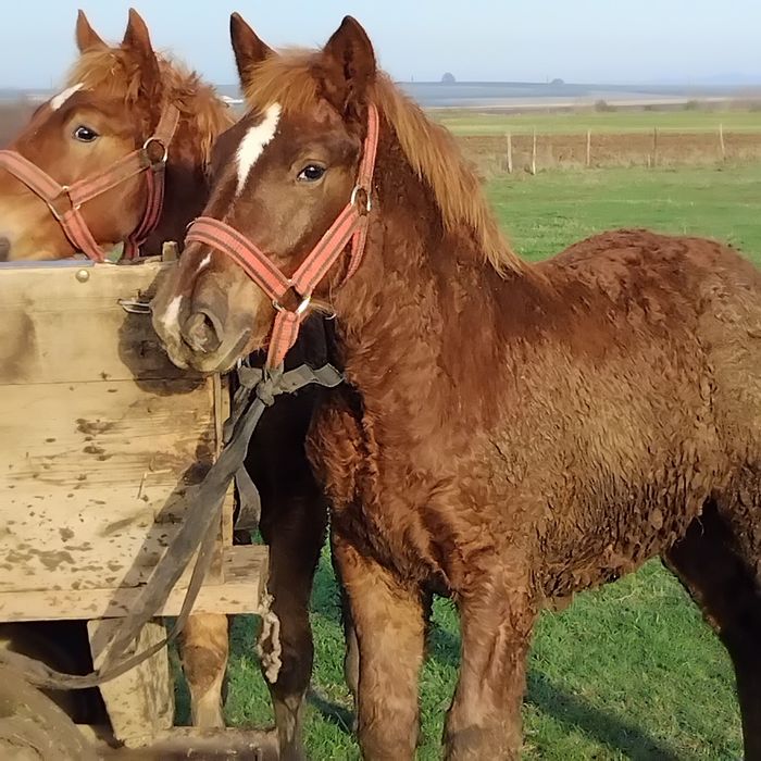 Vand sau schimb pe vaci,vitei sau oi