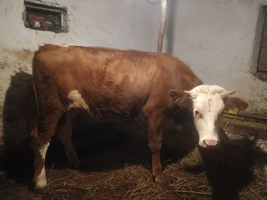 Vând jurinca de un an jumate