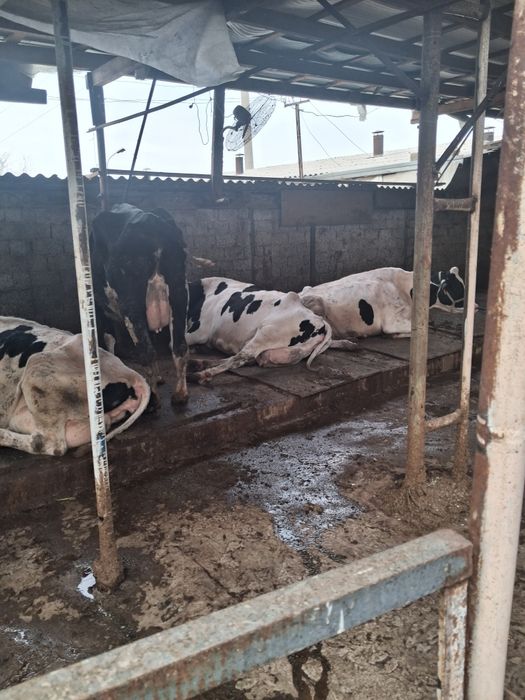 Сигирлар сотилади