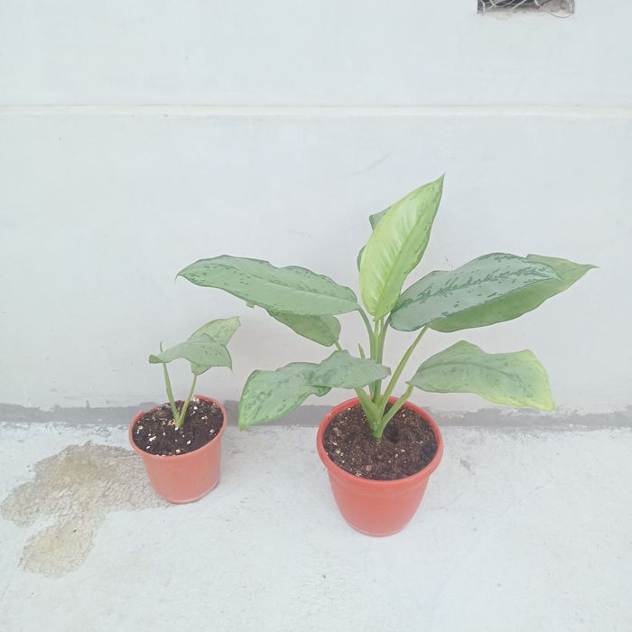 Aglonema gigant sort Fridman