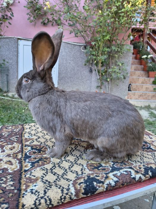 Mascul Pestriț German