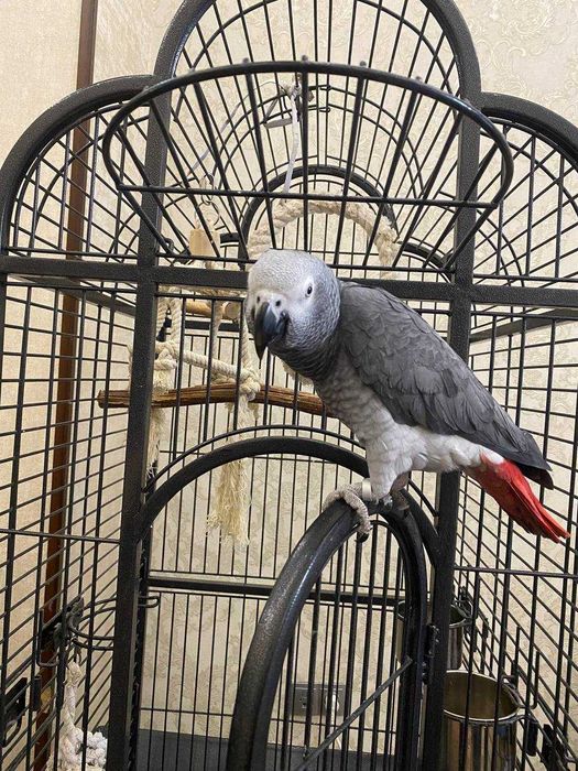 Попугай Жако (2 года) + клетка и аксессуары