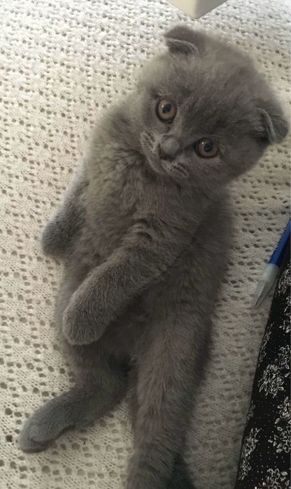 Продаются котята скотиш фолд от правильной вязки