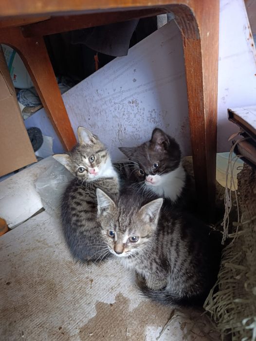 Отдам котят мальчиков