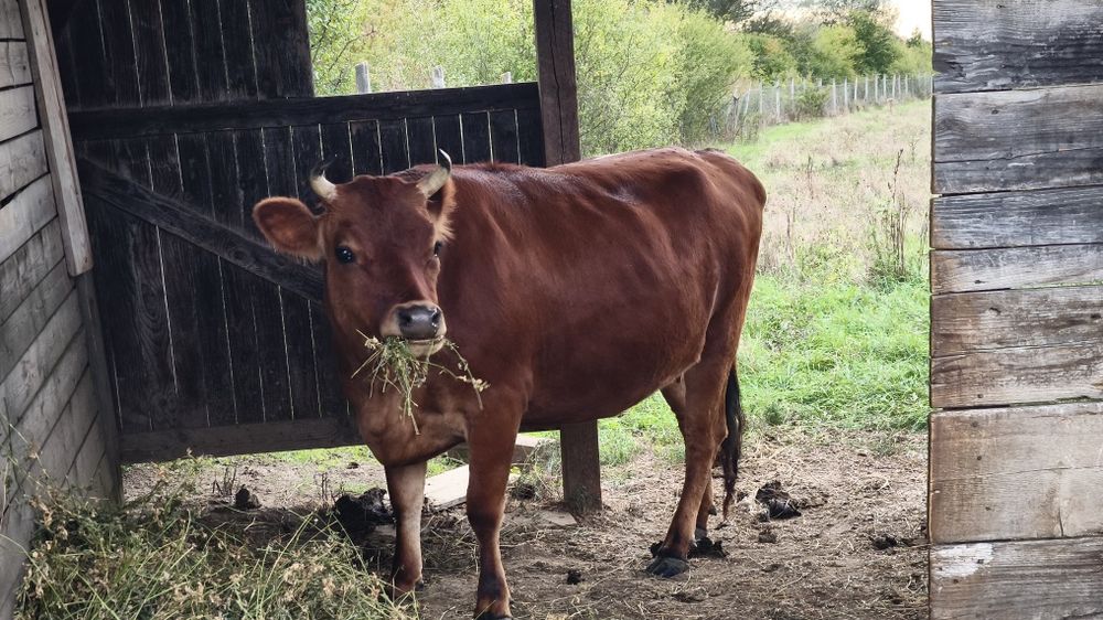 Ocazie ! Vand juninca gestanta Jersey