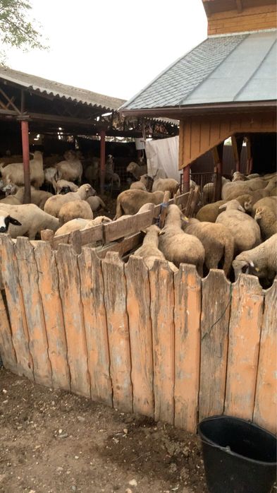 Vand oi comuna slobozia