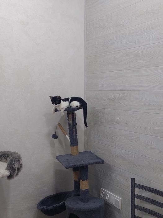 Котенок девочка Ташкент