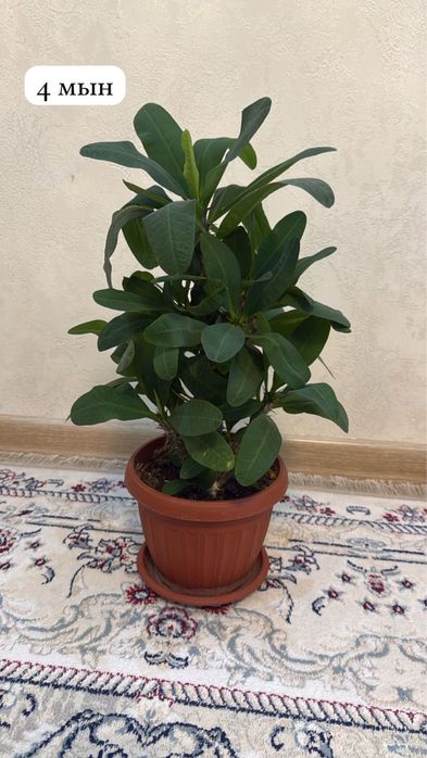 Продаю комнатные цветы