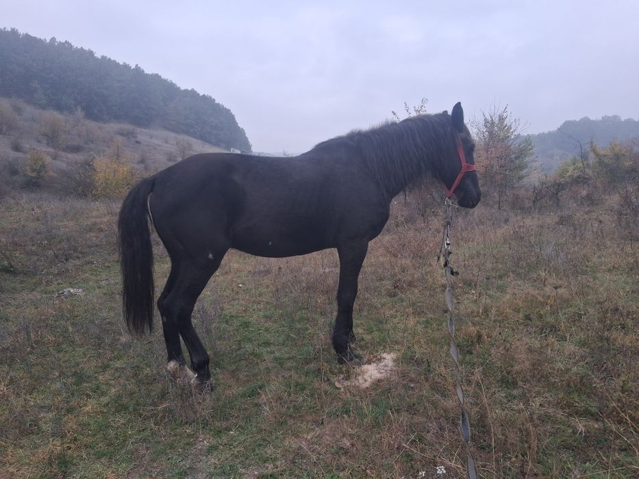 Cal castrat de vanzare