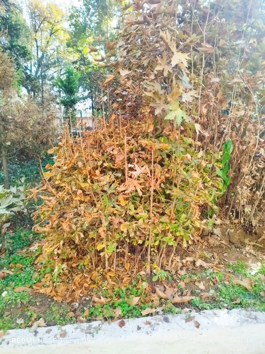 Kashtan koʻchatlari