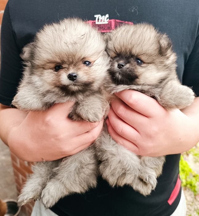 Померан, мини померан