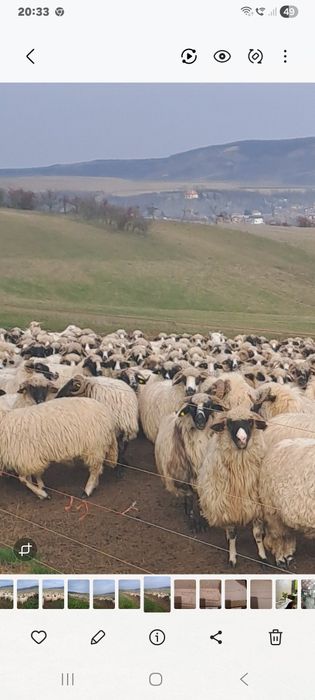 Vând turma de oi țurcane si breze