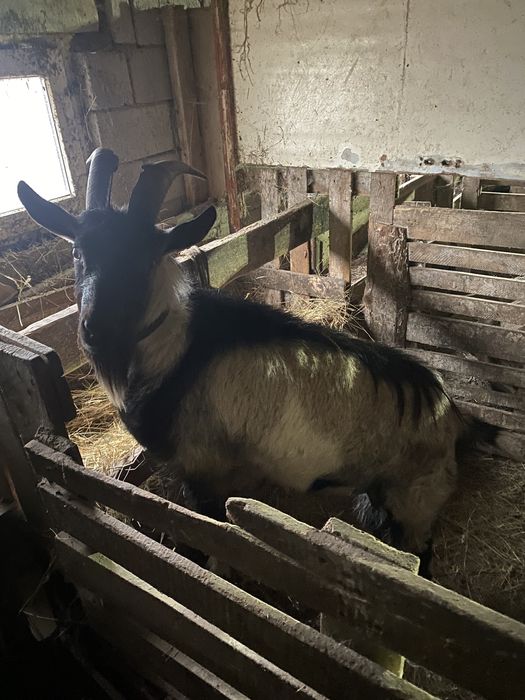 Продам козла на племя