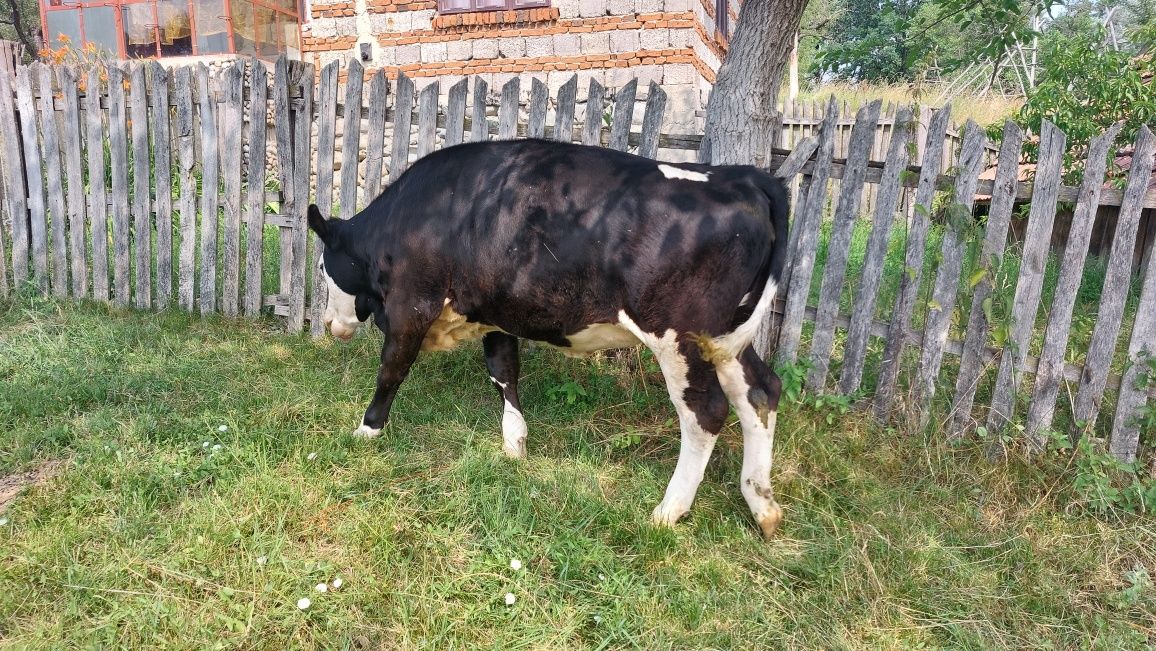 Vând junincă/vița în vârstă de 8 luni - Sănătoasă și Activa